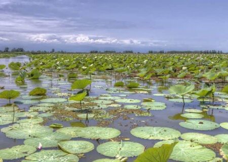 ۴۳ درصد تالاب‌های کشور به کانون گرد و غبار تبدیل شده‌اند