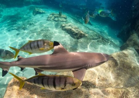 طبخ غذا با کوسه‌ماهی و سفره‌ماهی ممنوع شد