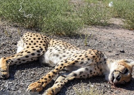 مرگ ۶۸ قلاده یوز از سال ۸۰ تاکنون