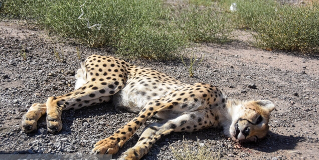 مرگ ۶۸ قلاده یوز از سال ۸۰ تاکنون