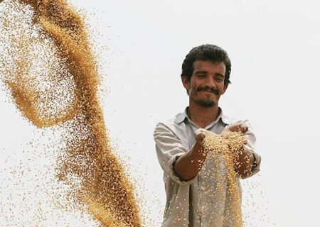 درخواست سرپرست جهادکشاورزی خوزستان از رئیس‌جمهور برای پرداخت مطالبات گندمکاران