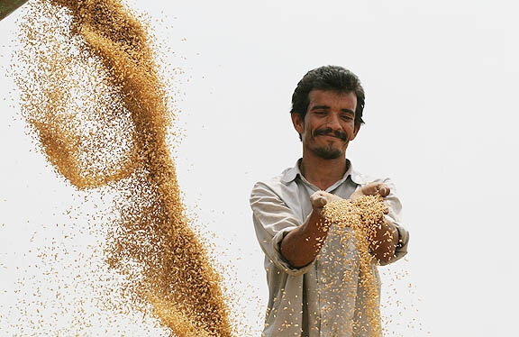 درخواست سرپرست جهادکشاورزی خوزستان از رئیس‌جمهور برای پرداخت مطالبات گندمکاران