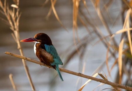 خوزستان ماوای بیش از ۳۰۰ گونه پرنده/ ۱۳ گونه، در خطر انقراض
