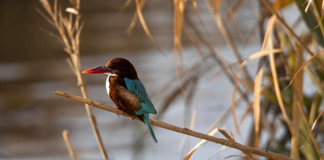 خوزستان ماوای بیش از ۳۰۰ گونه پرنده/ ۱۳ گونه، در خطر انقراض