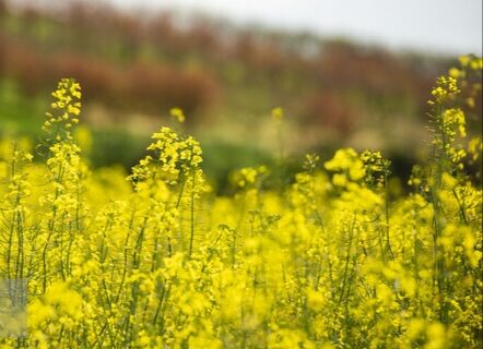 کشت کلزا در خوزستان فرصت عالی برای سرمایه‌گذاران و کشاورزان منطقه است