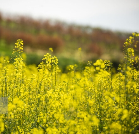 کشت کلزا در خوزستان فرصت عالی برای سرمایه‌گذاران و کشاورزان منطقه است