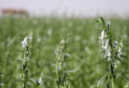 گیاهان کم آب‌بر جایگزین برنج در حوضه‌های آبریز خوزستان می‌شود