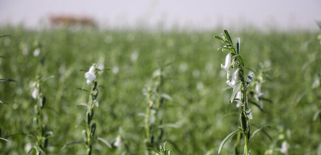 گیاهان کم آب‌بر جایگزین برنج در حوضه‌های آبریز خوزستان می‌شود