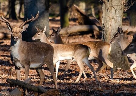 پایان انحراف 6 ساله در حفاظت از حیات وحش