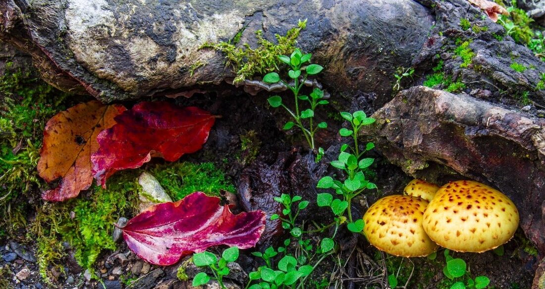 ظهور انواع قارچ سمی خطرناک در بهار