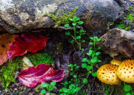 ظهور انواع قارچ سمی خطرناک در بهار