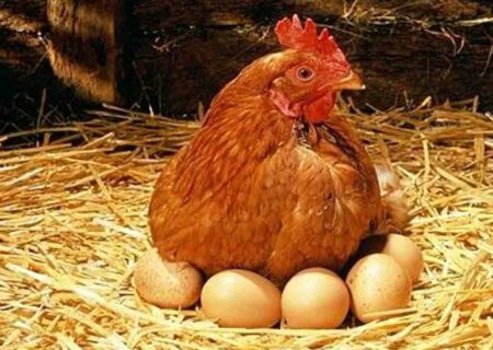 قیمت جدید مرغ و تخم مرغ رسما اعلام شد