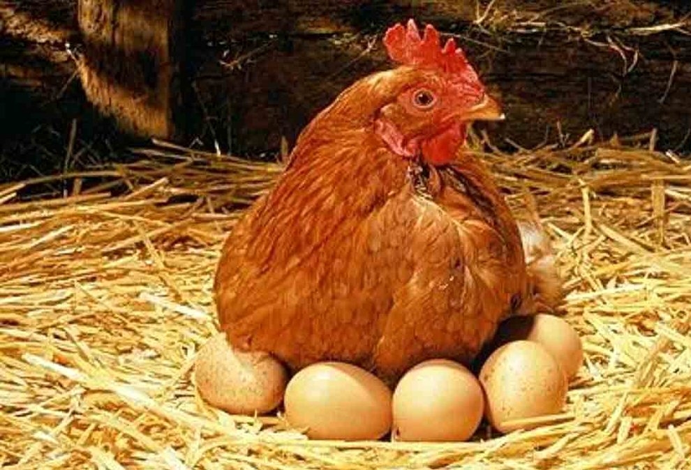 قیمت جدید مرغ و تخم مرغ رسما اعلام شد