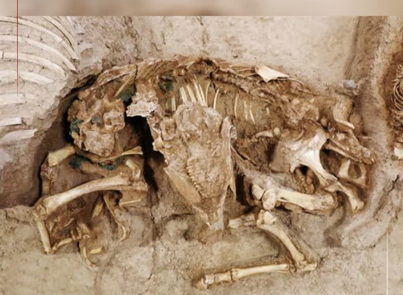 کشف اسکلتهای ۴۰۰۰ ساله در بابل