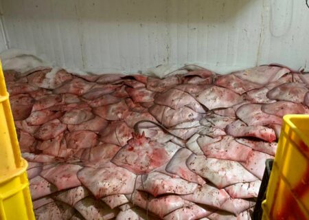 کوسه‌کشی در سکوت؛ انقراض کوسه‌ماهی سرچکشی در ایران نزدیک است / صیادان غیرمجاز آزادانه زیر تابلوی ممنوعیت خرید و فروش کوسه، کار غیرقانونی می کنند!