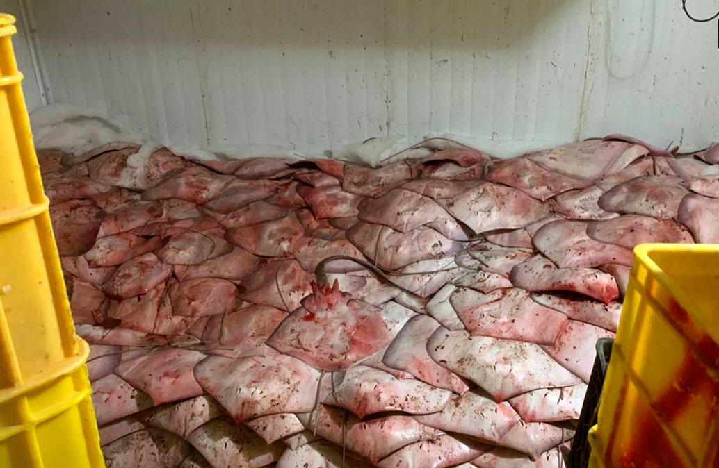 کوسهکشی در سکوت؛ انقراض کوسهماهی سرچکشی در ایران نزدیک است / صیادان غیرمجاز آزادانه زیر تابلوی ممنوعیت خرید و فروش کوسه، کار غیرقانونی می کنند!