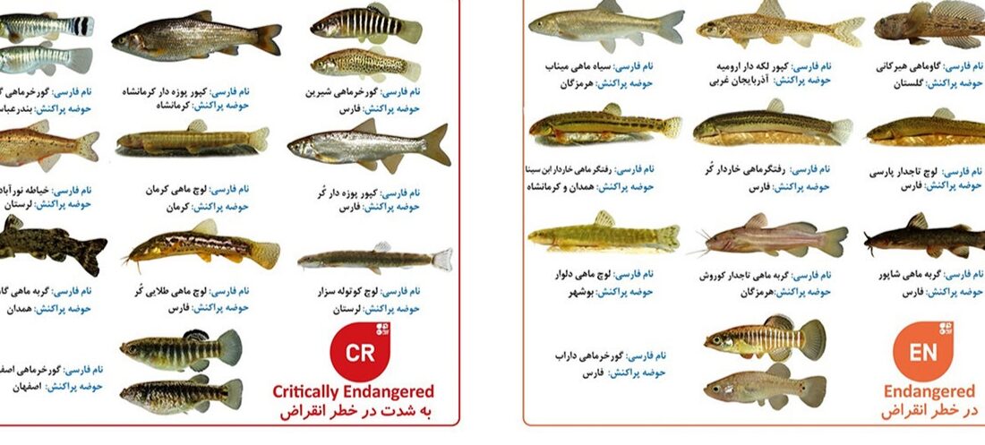 گونه از ماهی های اختصاصی ایران در طبقه بندی «به شدت در خطر انقراض» و 18 گونه «در خطر انقراض» قرار دارند / سازمان محیط زیست در خواب