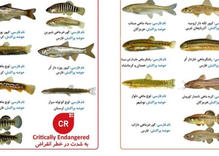 گونه از ماهی های اختصاصی ایران در طبقه بندی «به شدت در خطر انقراض» و 18 گونه «در خطر انقراض» قرار دارند / سازمان محیط زیست در خواب