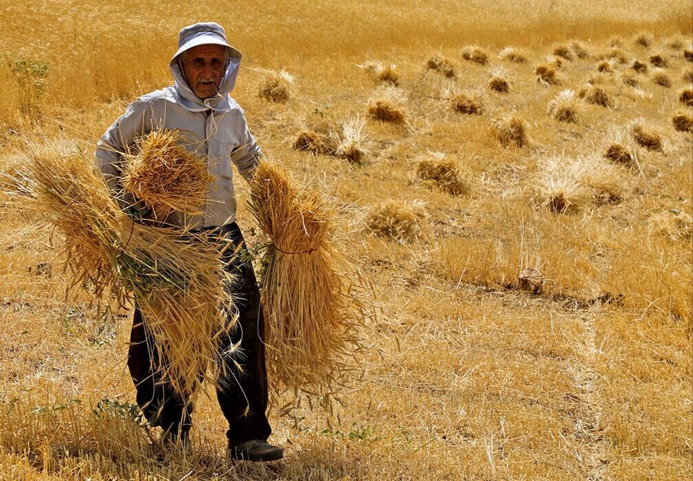 سه همت به حساب گندمکاران و کلزاکاران خوزستانی واریز شد 