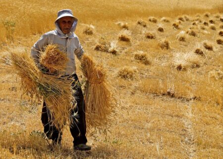 سه همت به حساب گندمکاران و کلزاکاران خوزستانی واریز شد 