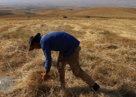 تسریع در پرداخت مطالبات و تعلیق جریمه‌های کشاورزان خوزستان تصویب شد