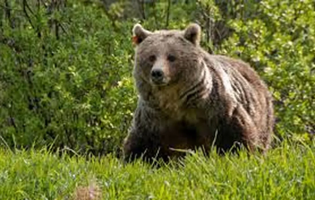 زخمی شدن دامدار دزپارتی توسط خرس /نجات مصدوم توسط هلال‌احمر چهارمحال و بختیاری