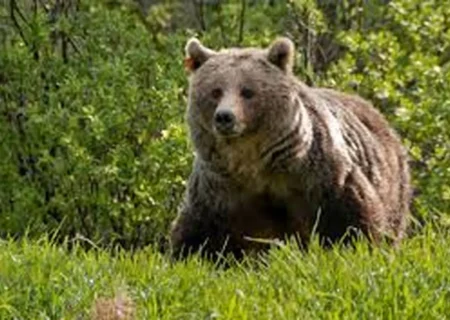 زخمی شدن دامدار دزپارتی توسط خرس /نجات مصدوم توسط هلال‌احمر چهارمحال و بختیاری