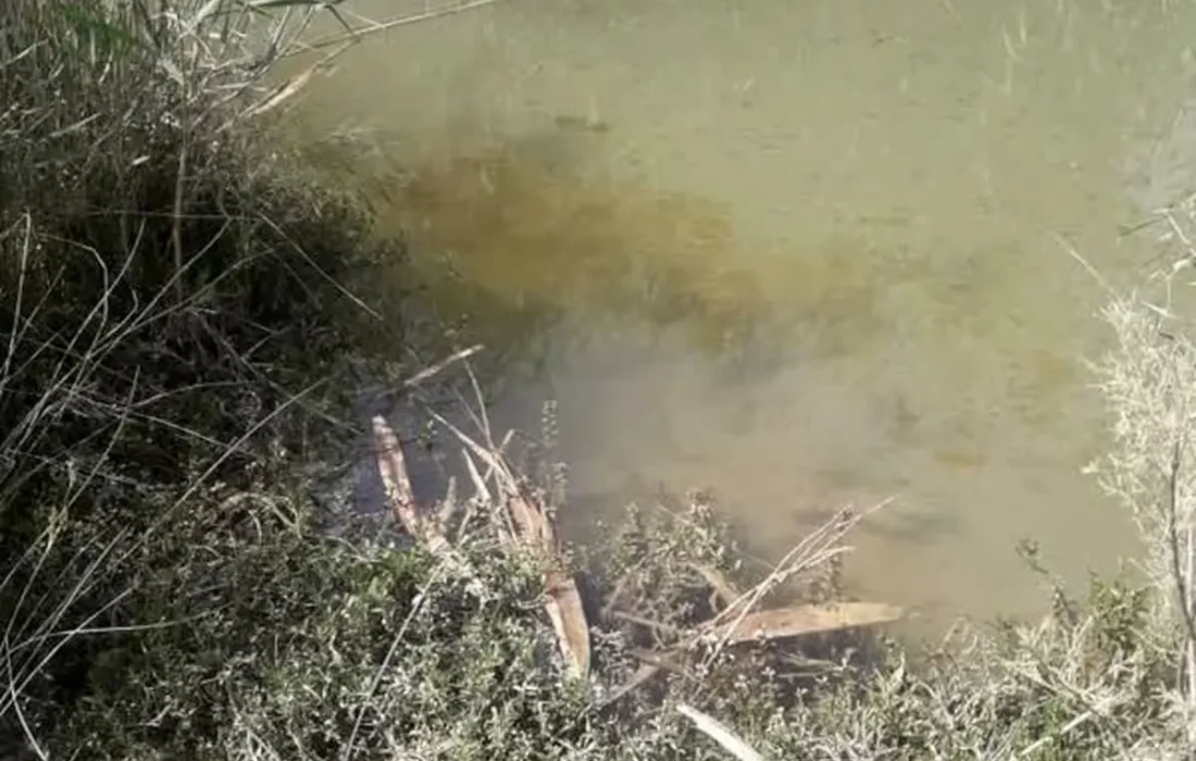 آلودگی رودخانه مارون در امیدیه ناشی از جاری شدن نفت خام/مرگ ماهی‌ها و مسمومیت دام روستائیان