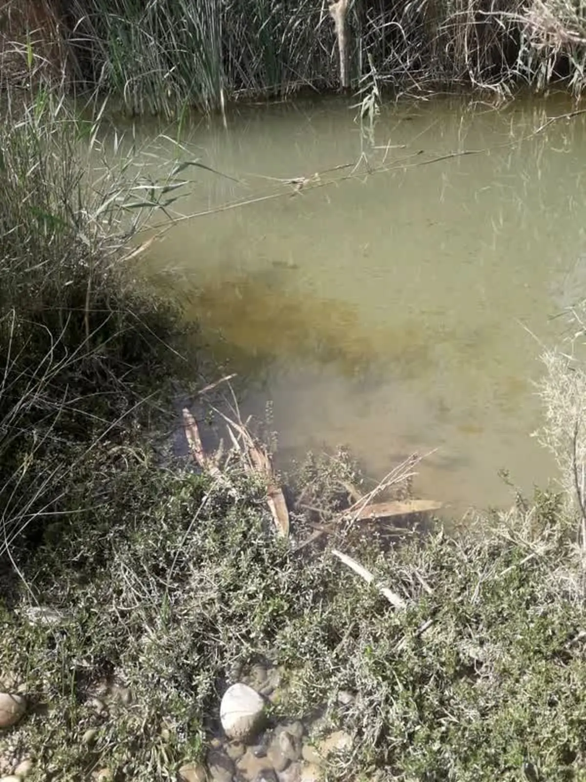آلودگی رودخانه مارون در امیدیه ناشی از جاری شدن نفت خام/مرگ ماهی‌ها و مسمومیت دام روستائیان