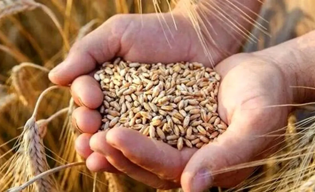 واریز مطالبات گندمکاران شوش و کرخه همچنان در ابهام / کشاورزان: وعدهها عملی نمیشود