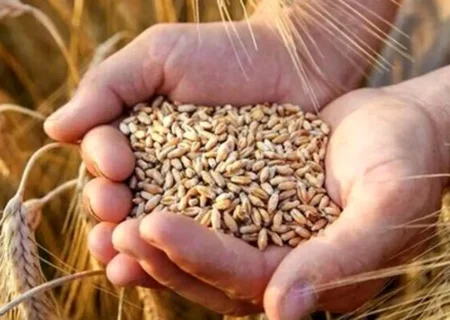 واریز مطالبات گندم‌کاران شوش و کرخه همچنان در ابهام / کشاورزان: وعده‌ها عملی نمی‌شود