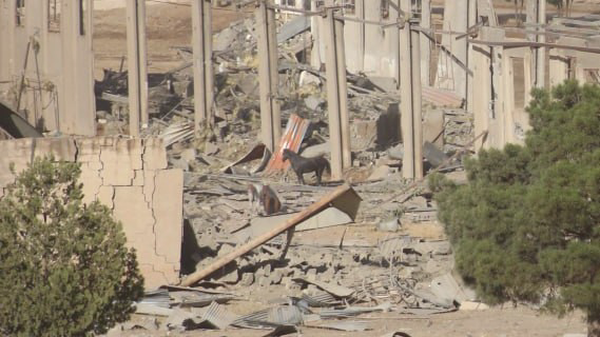 حمله صهیونیست‌ها به اسطبل نگهداری اسب در کرمانشاه