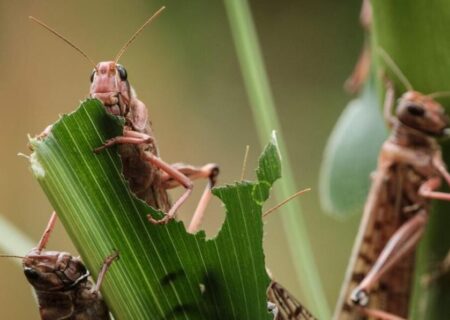 طغیان ملخ به ۲۰۰ هکتار از مزارع اندیمشک محدود شد