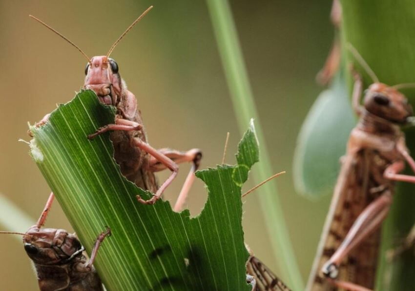 طغیان ملخ به ۲۰۰ هکتار از مزارع اندیمشک محدود شد