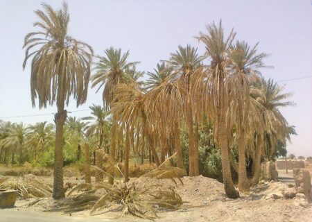 شوری آب آبادان نخلستان‌ها را تهدید می‌کند
