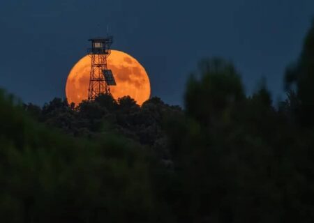 به دنبال توت فرنگی در سبد ماه کامل چهارشنبه ۲۱ خرداد نباشید