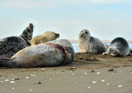 روی موجِ انقراض؛ رازِ سر به مُهرِ مرگ فوک‌ها در خزر