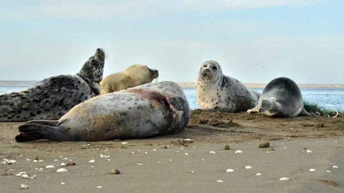 روی موجِ انقراض؛ رازِ سر به مُهرِ مرگ فوک‌ها در خزر