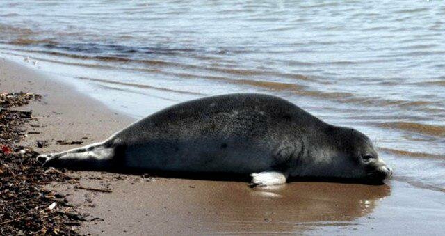 افزایش تلفات فوک خزری در سواحل جنوبی دریای خزر