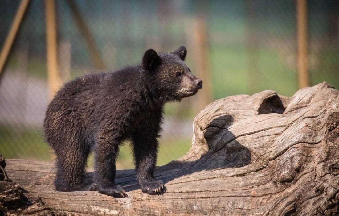 توله خرس بی مادر را از پارک پردیسان دزدیده اند؟/ سازمان محیط زیست، یک دوربین مداربسته ندارد؟