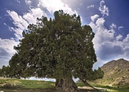کهنسال‌ترین درخت ایران ثبت ملی شد