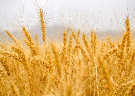 مطالبات گندم‌کاران در مسیر تسویه؛ وعده دولت برای پرداخت کامل تا ۱۰ روز آینده