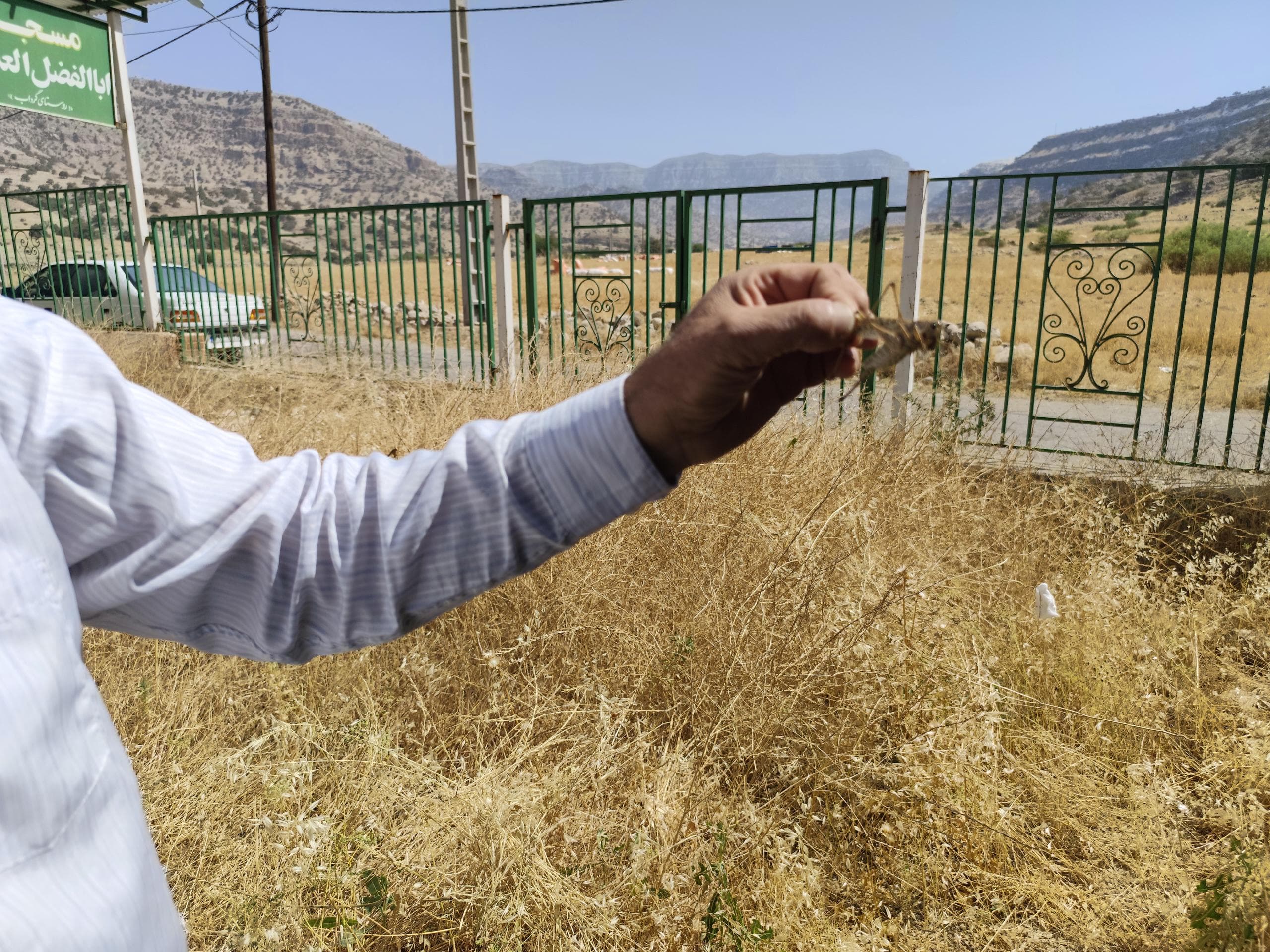 حمله ملخ‌ها به باغات و مزارع اندیمشک؛ پایش شبانه‌روزی برای کنترل آفت