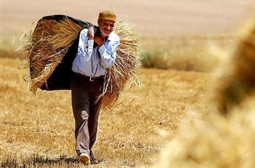 70 درصد مطالبات گندمکاران پرداخت نشده است / قطع 7 ساعته برق، روزانه یک‌ سوم تولید کشاورزان را از بین برد