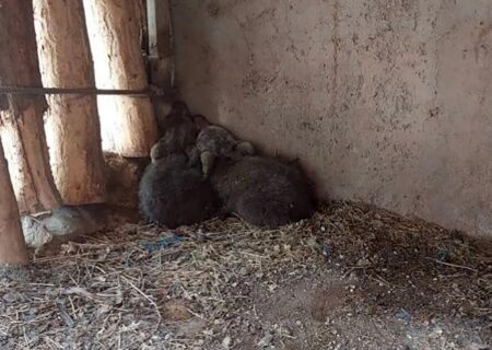 خرسی که در پایتخت دود شد! /توله‌خرس یتیم قربانی غفلت سازمان حفاظت محیط زیست