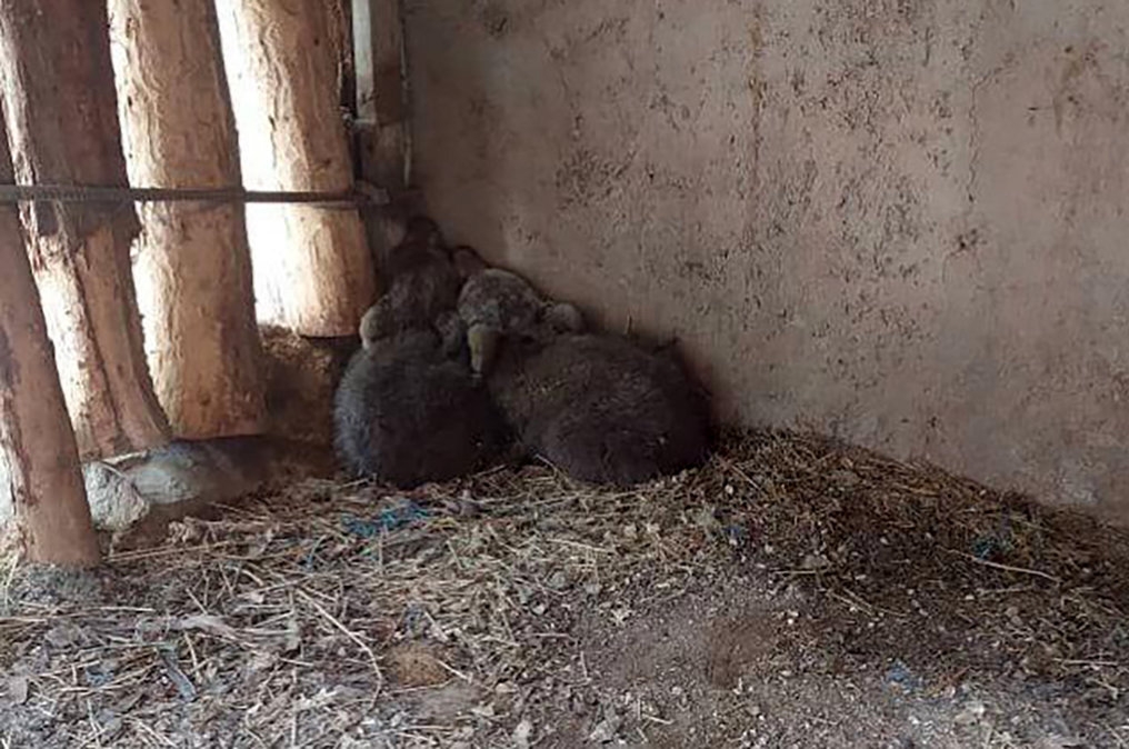 خرسی که در پایتخت دود شد! /تولهخرس یتیم قربانی غفلت سازمان حفاظت محیط زیست