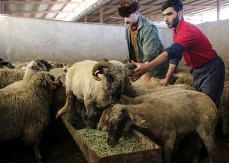 هشدار به مردم در آستانه عید قربان / مرگ خاموش با گوشت آلوده به ویروسی خطرناک !
