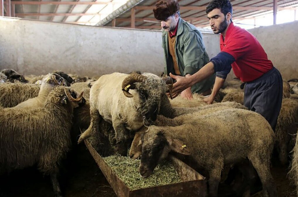 هشدار به مردم در آستانه عید قربان / مرگ خاموش با گوشت آلوده به ویروسی خطرناک !