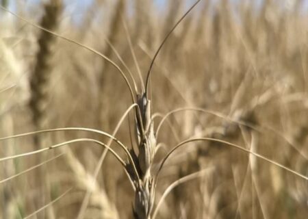 خرید تضمینی گندم از ۳ میلیون تُن گذشت