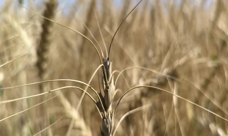 خرید تضمینی گندم از ۳ میلیون تُن گذشت